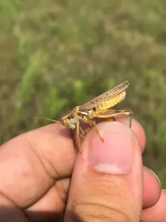 Yellowish Spur-throat Grasshopper thumbnail 4