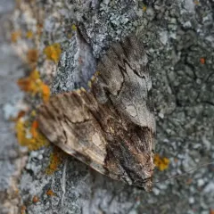 Charming Underwing thumbnail 3