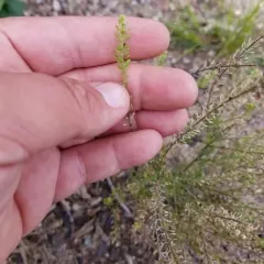 Common Peppergrass thumbnail 1