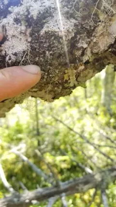 Moelleropsis nebulosa thumbnail 1