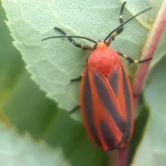 Scarlet-winged Lichen Moth thumbnail 4