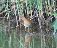 Purple Gallinule thumbnail 1