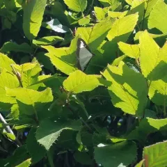 Box Tree Moth thumbnail 4