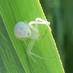 American Green Crab Spider thumbnail 4