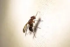 Tritoxa decipiens thumbnail 2
