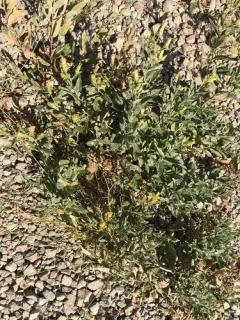 Brewer's aster thumbnail 4