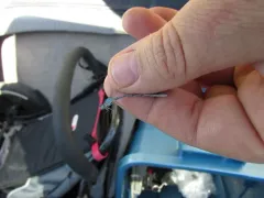 Vernal Bluet thumbnail 4