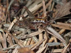 Pristoceuthophilus gaigei thumbnail 3