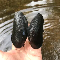 Freshwater Pearl Mussel thumbnail 4