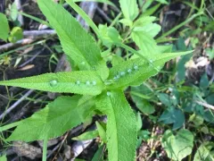 Ametrodiplosis fulvescens thumbnail 3