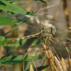 Jade Clubtail thumbnail 1