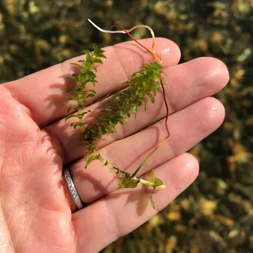 Canadian Waterweed