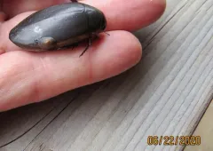 Dusky Ancylid thumbnail 3