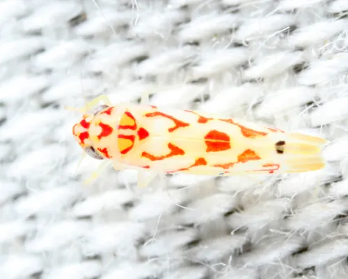 Eratoneura carmini