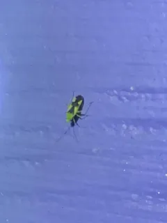 Ornate Plant Bug thumbnail 2