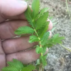 common silverweed thumbnail 4