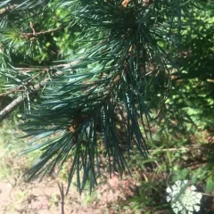 Scots pine thumbnail 2