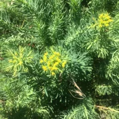 cypress spurge thumbnail 3