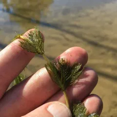 Eurasian water-milfoil thumbnail 2