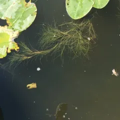 Fennel-leaf Pondweed thumbnail 2