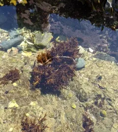 Prionitis lanceolata thumbnail 1