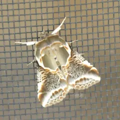Lettered Habrosyne Moth thumbnail 3