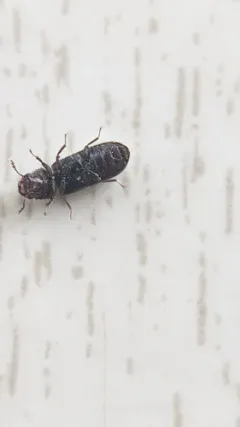 Pine Powderpost Beetle thumbnail 2