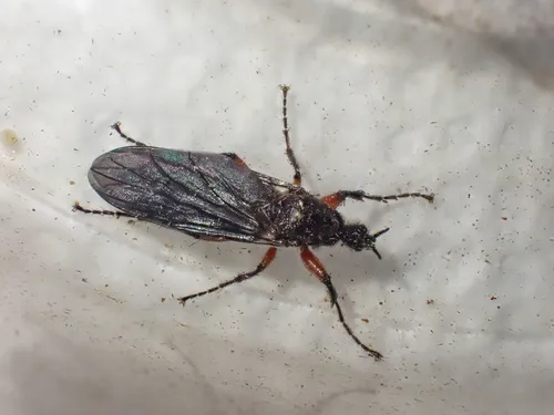 Bibio holtii