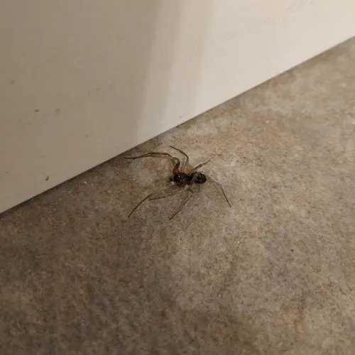 False Black Widow