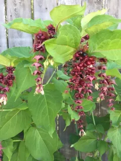 Himalayan honeysuckle thumbnail 3