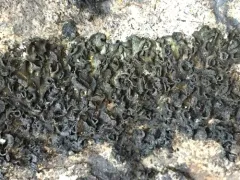 Jelly Flakes Lichen thumbnail 4