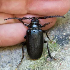 Broad-necked Root Borer thumbnail 2