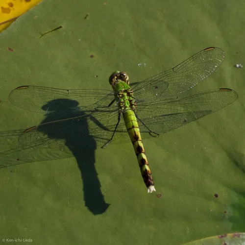 Eastern Pondhawk