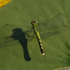 Eastern Pondhawk thumbnail 1