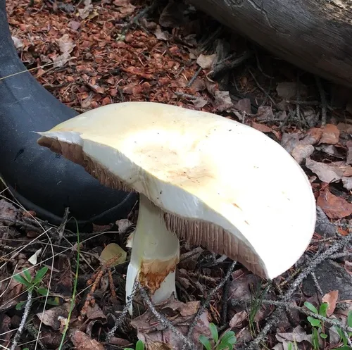 Wood Mushroom