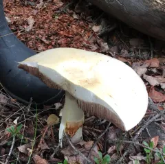Wood Mushroom thumbnail 1