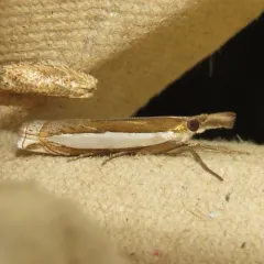 Leach's Grass-veneer thumbnail 1
