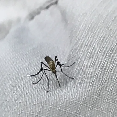 White-footed Woods Mosquito
