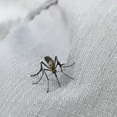 White-footed Woods Mosquito thumbnail 1