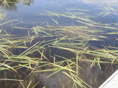 pale false mannagrass thumbnail 2
