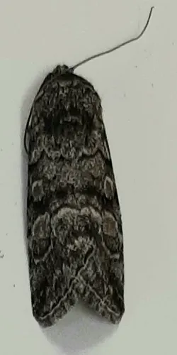 Sympistis definita