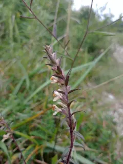 French Bartsia thumbnail 2