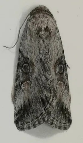 Sympistis orbicularis