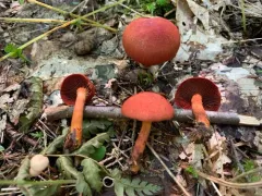 Cortinarius harrisonii thumbnail 2