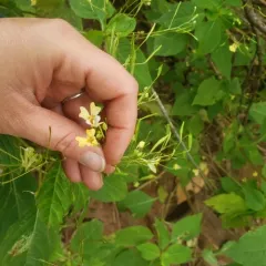 small balsam thumbnail 2