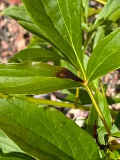 Peony Red Spot thumbnail 3