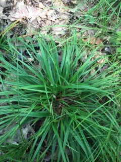 slender woodland sedge thumbnail 2