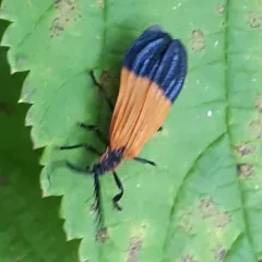 End Band Net-winged Beetle thumbnail 1