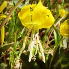 Glacier Lily thumbnail 3