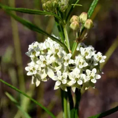 whorled milkweed thumbnail 1